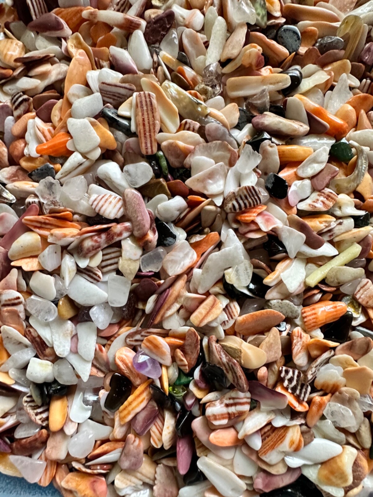 1/4LB Lion Paw Shells Mano de Lion Orange Bit Size 1/8” – 1/4” Seashells