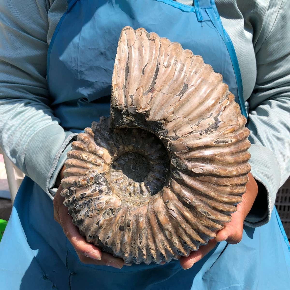 8.93 LB Natural Ammonite Fossil Specimen Home Table Decor Healing Stone 5381