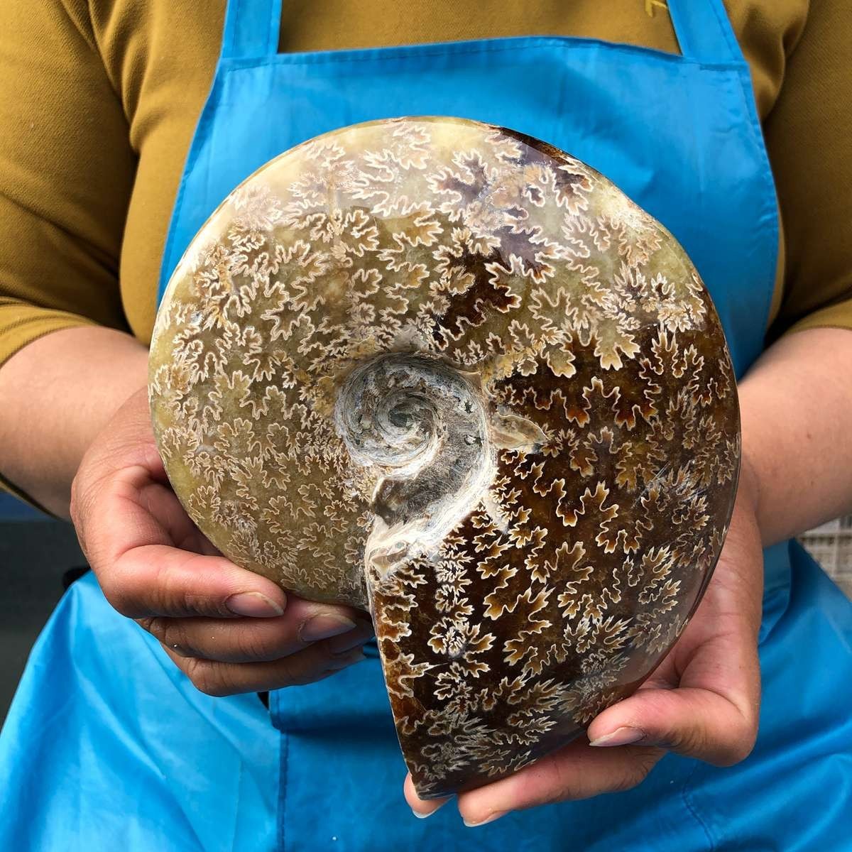 2pc 4.2LB Rare! Natural Tentacle Ammonite Specimen Healing Madagascar