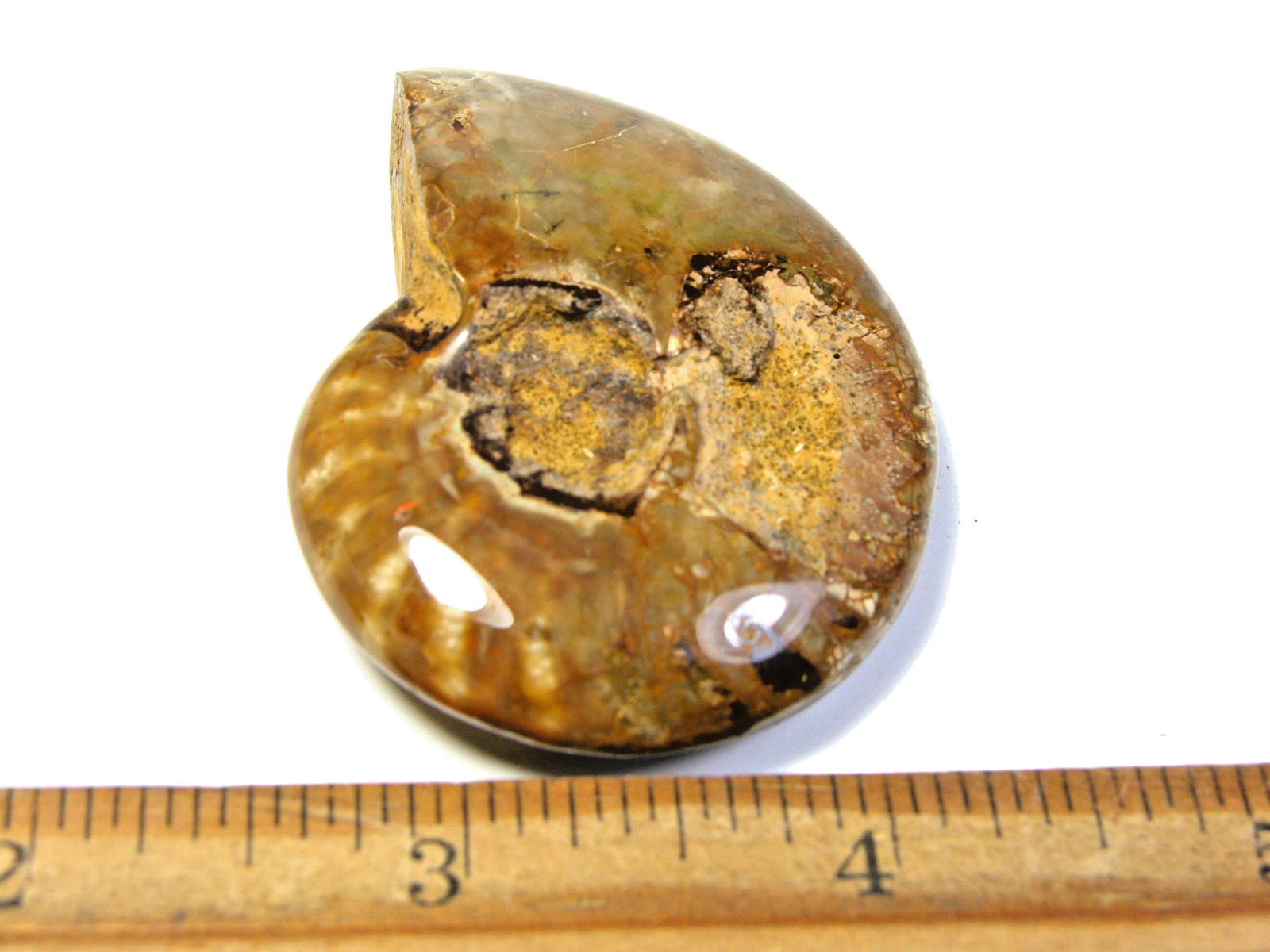 Ammonite fossil polished 1 1/2″ + showing suture lines Madagascar ms24