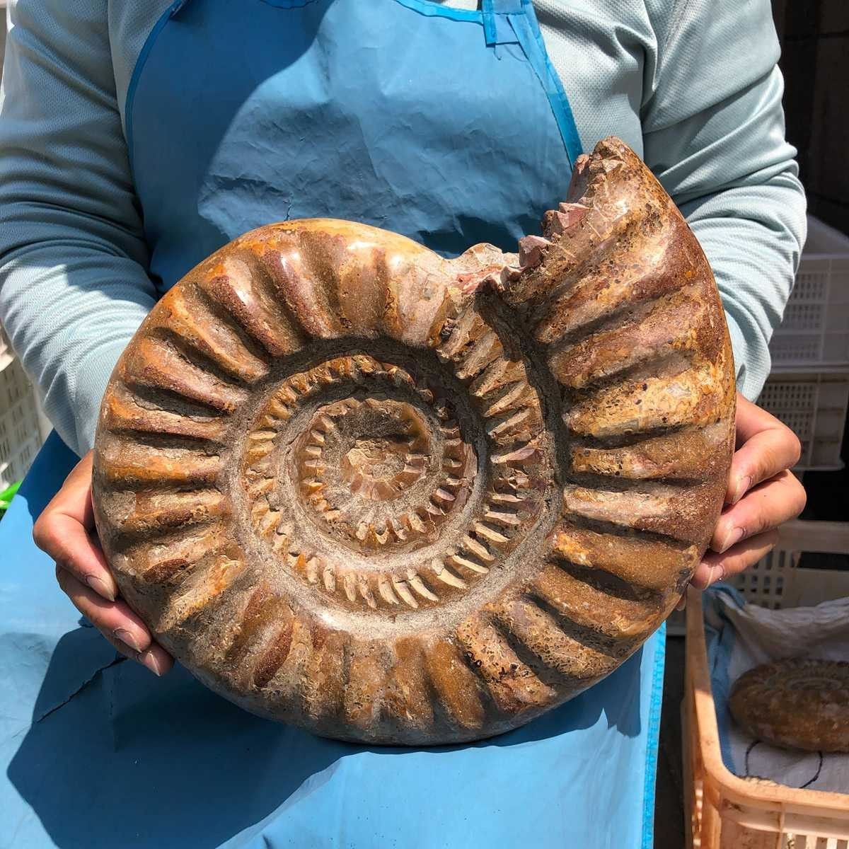 10.67LB Large Natural Beautiful Ammonite Fossil Conch Crystal Specimen Healing