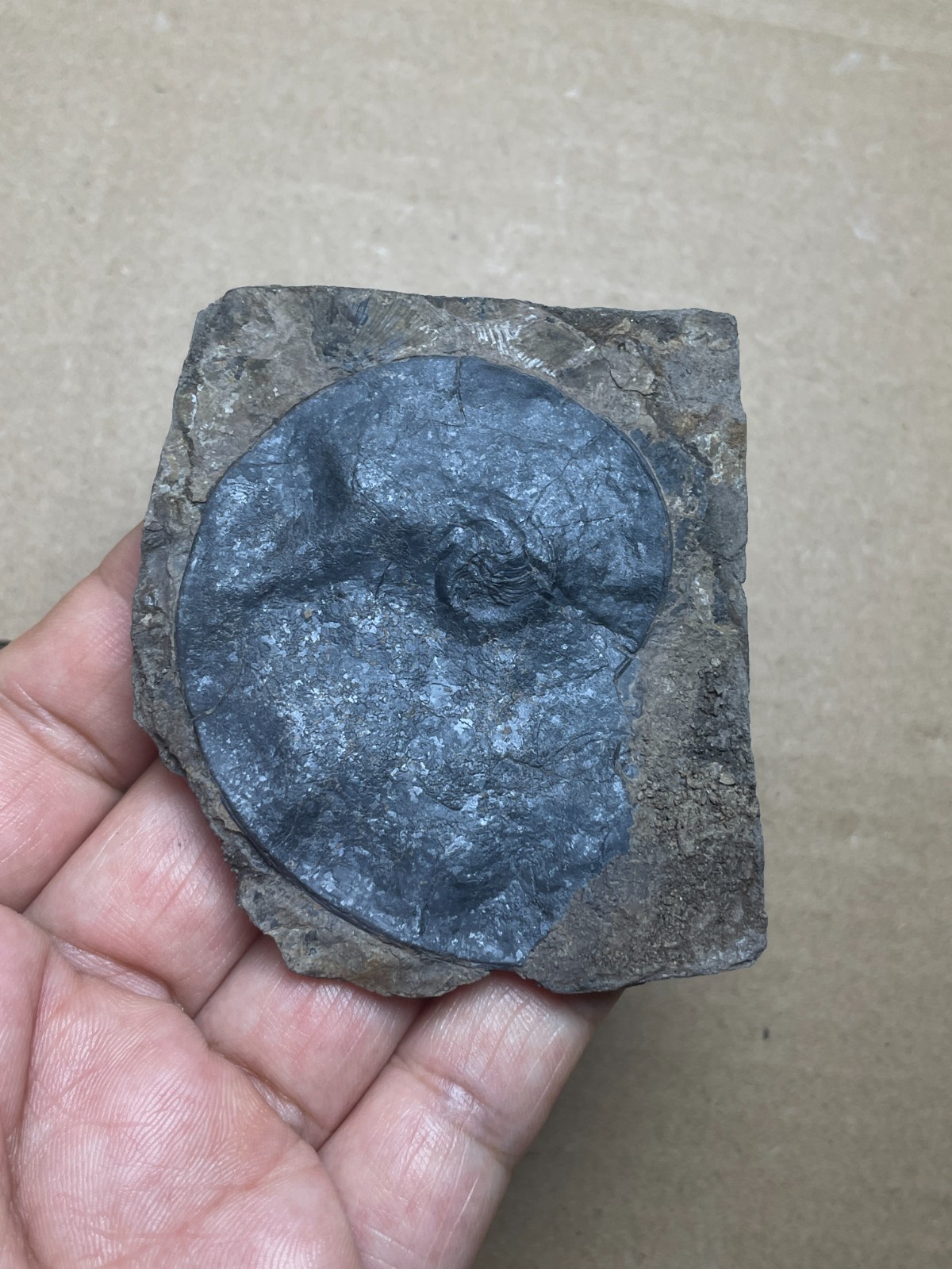 25g Beautiful Oxynoticeras Landscape stone