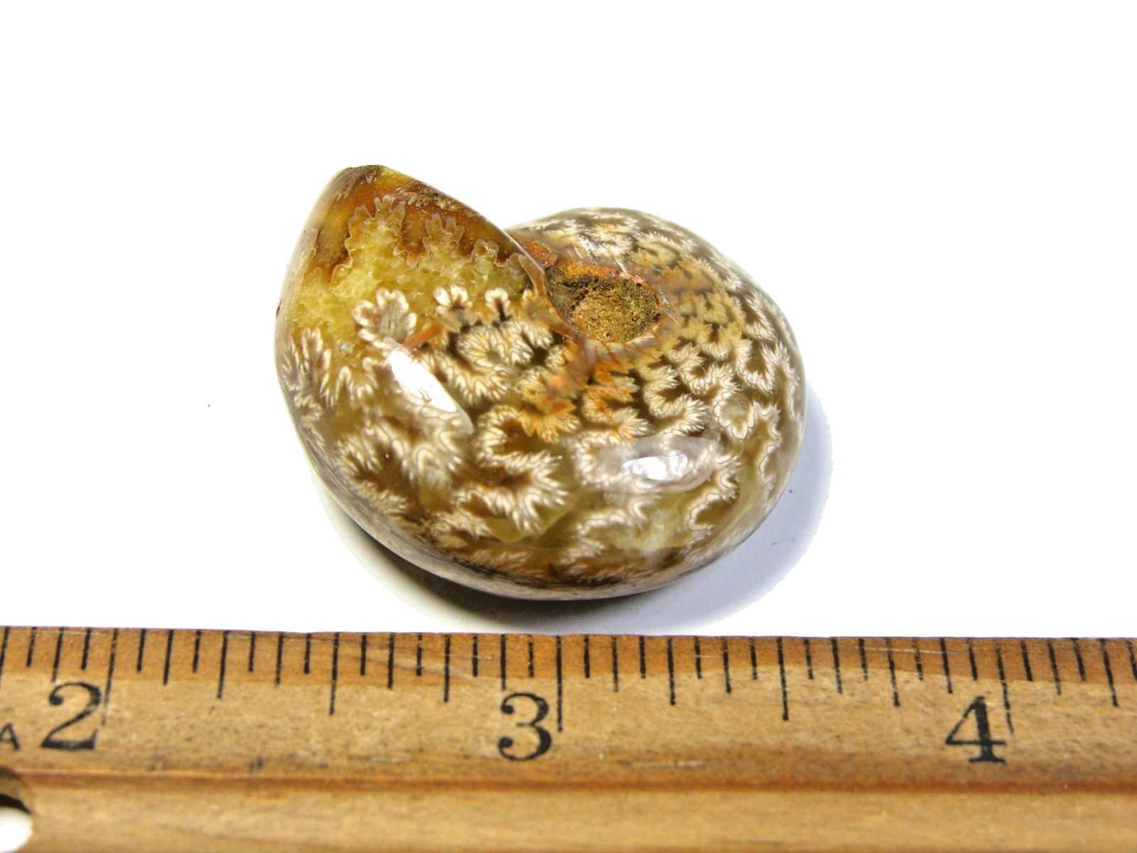 Ammonite fossil polished 1 1/2″ + showing suture lines Madagascar ms20