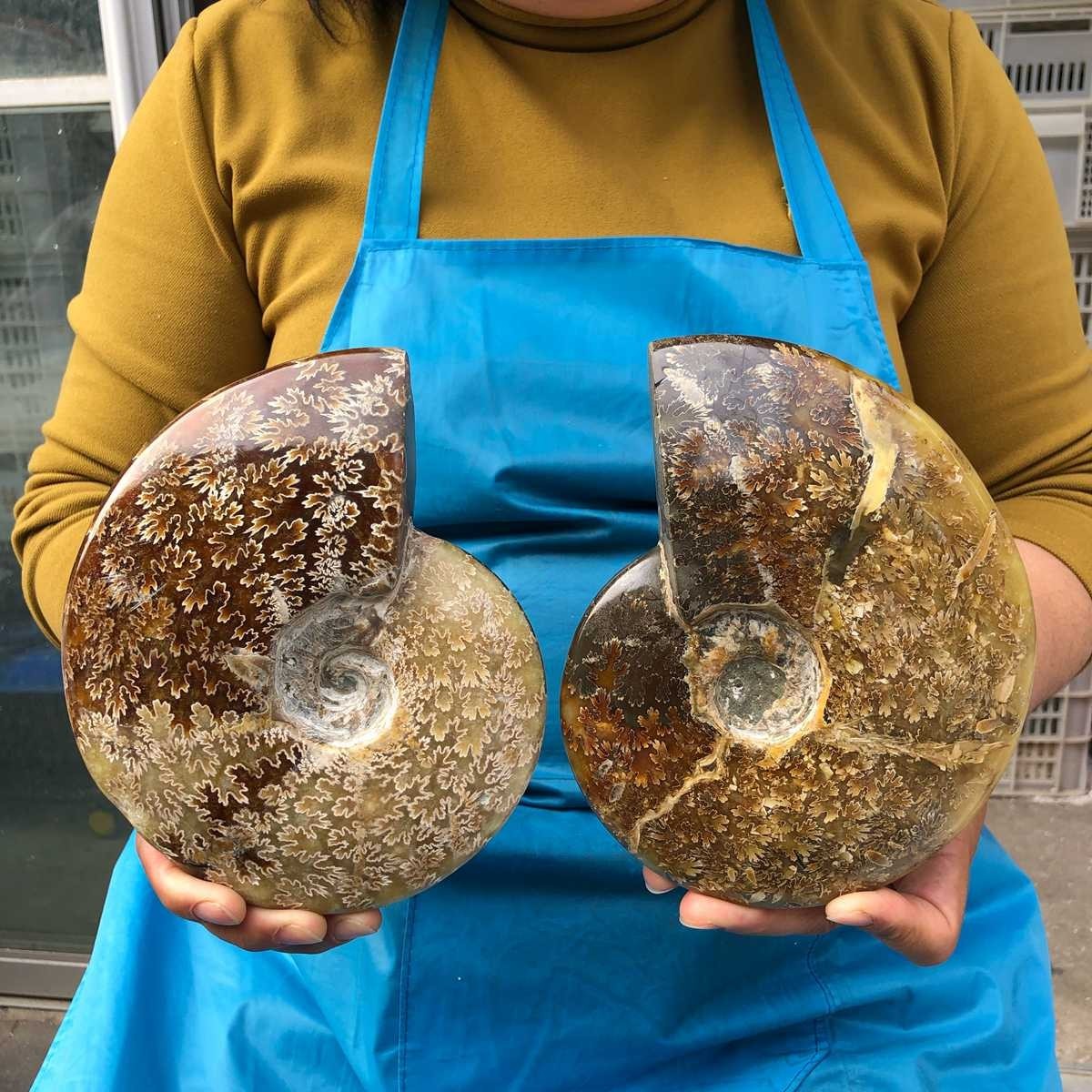 2pc 4.2LB Rare! Natural Tentacle Ammonite Specimen Healing Madagascar