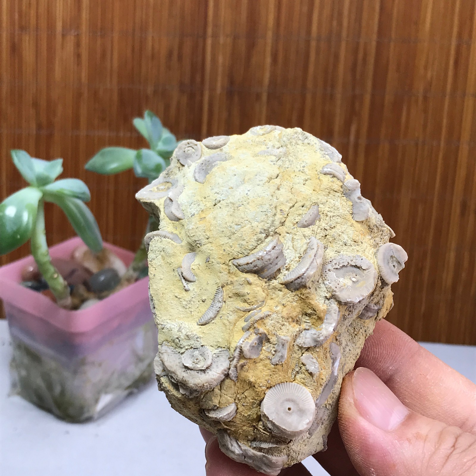81mm Natural shell petrified rough original mineral specimens 240g A1043