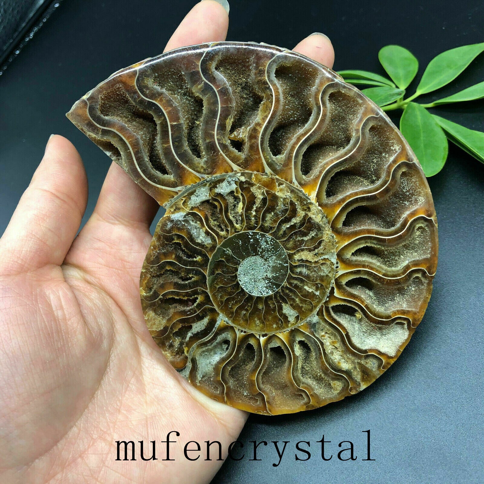A Pair 150g+Natural Ammonite Fossil Conch quartz Crystal Specimen Reiki Healing
