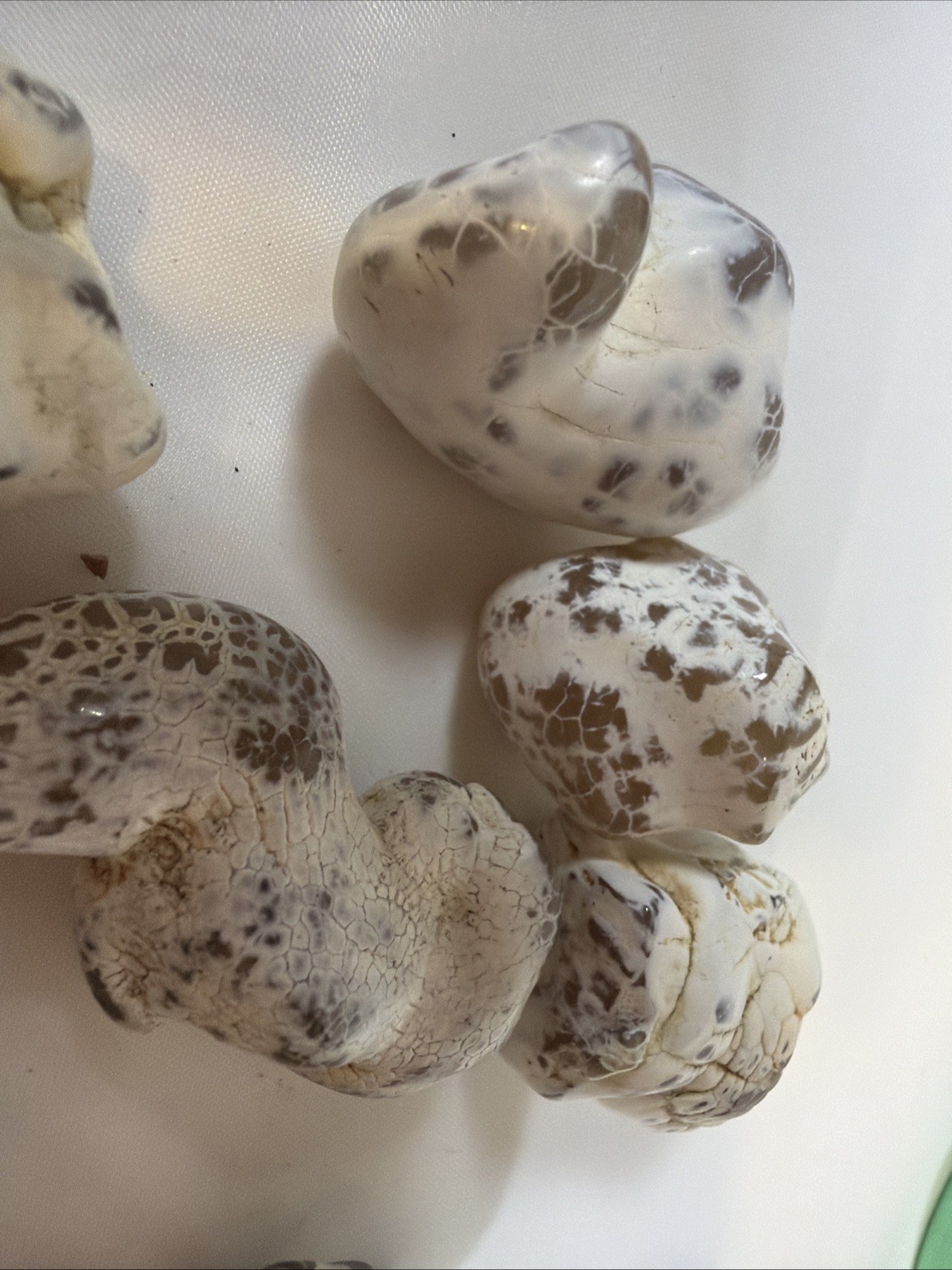Snakeskin Agate Stones Set With 7 Pieces. 110grs (3.9 Oz) Mineral Collection