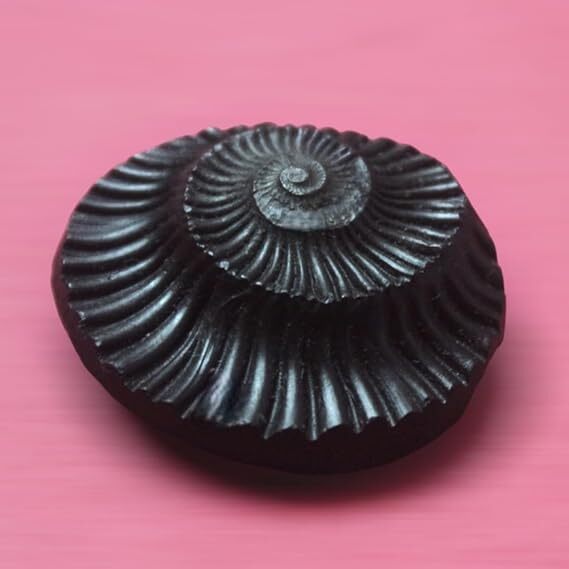 Sudarshan Shaligram 1 Inch | Nepal Gandaki River Saligram (Precious Stone Black)