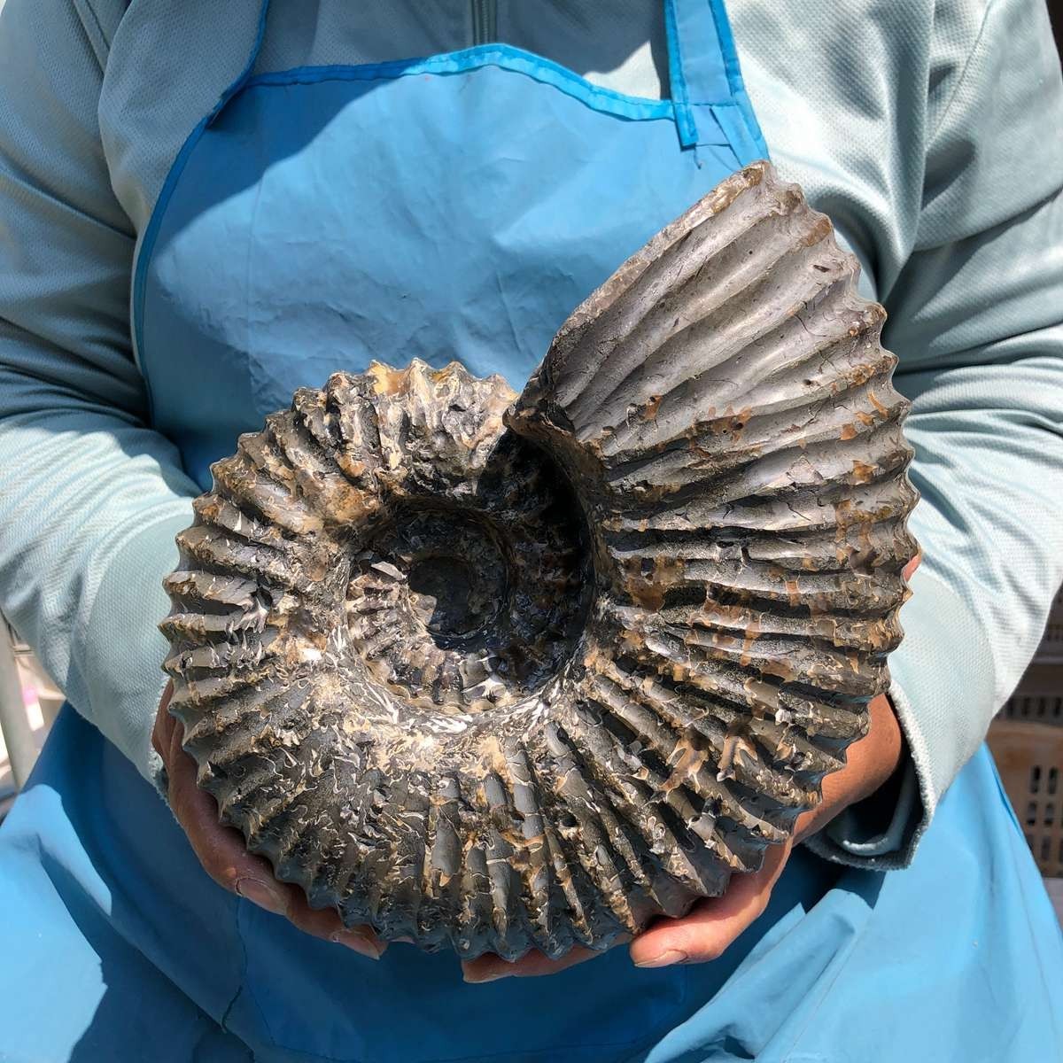 8.84 LB Natural Ammonite Fossil Specimen Home Table Decor Healing Stone 5383