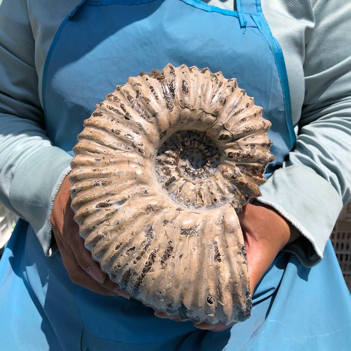 7.63 LB Natural Ammonite Fossil Specimen Home Table Decor Healing Stone 5391