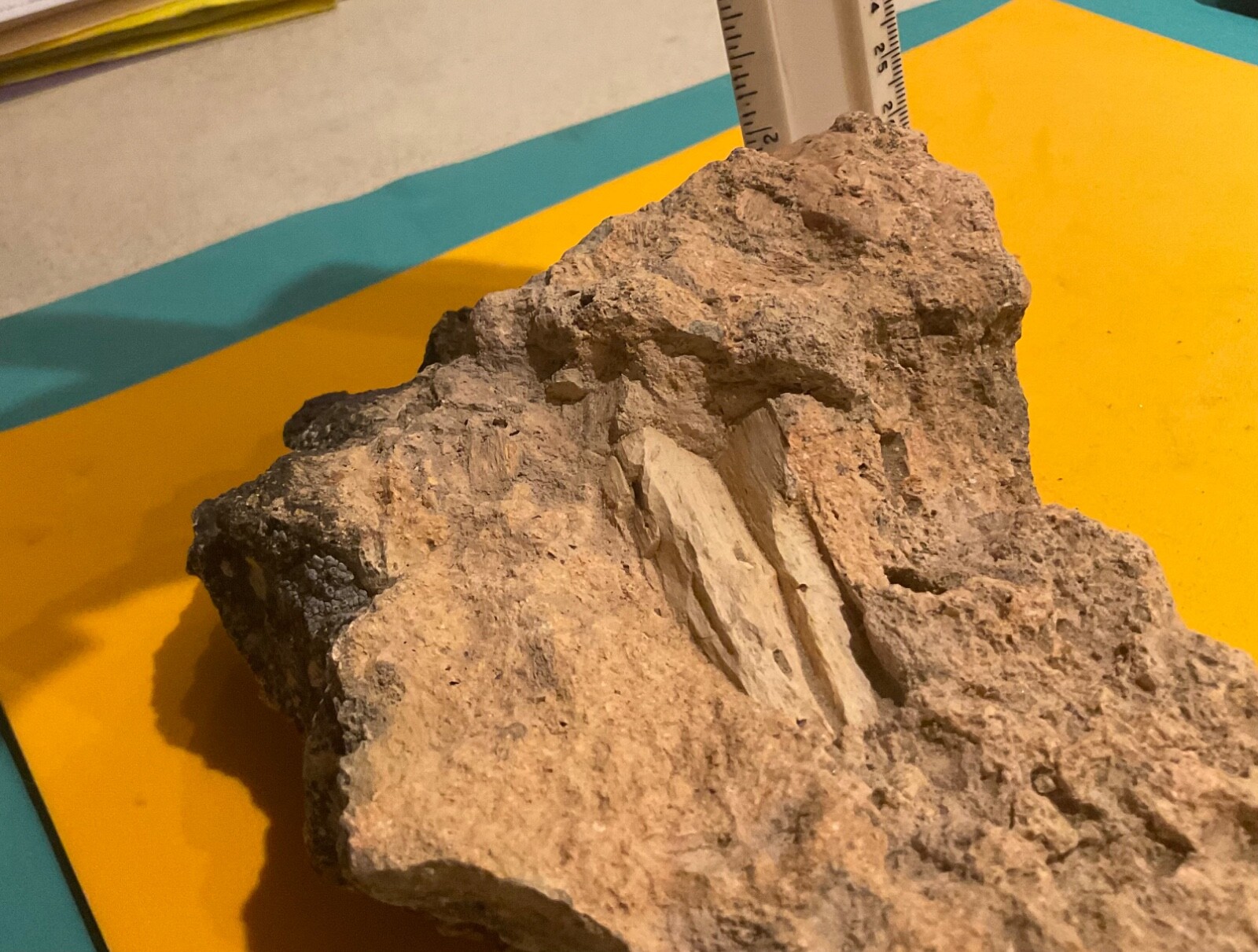Possible Ichthyasaur bone or Petrafied Wood in rock – from Gabbs, NV