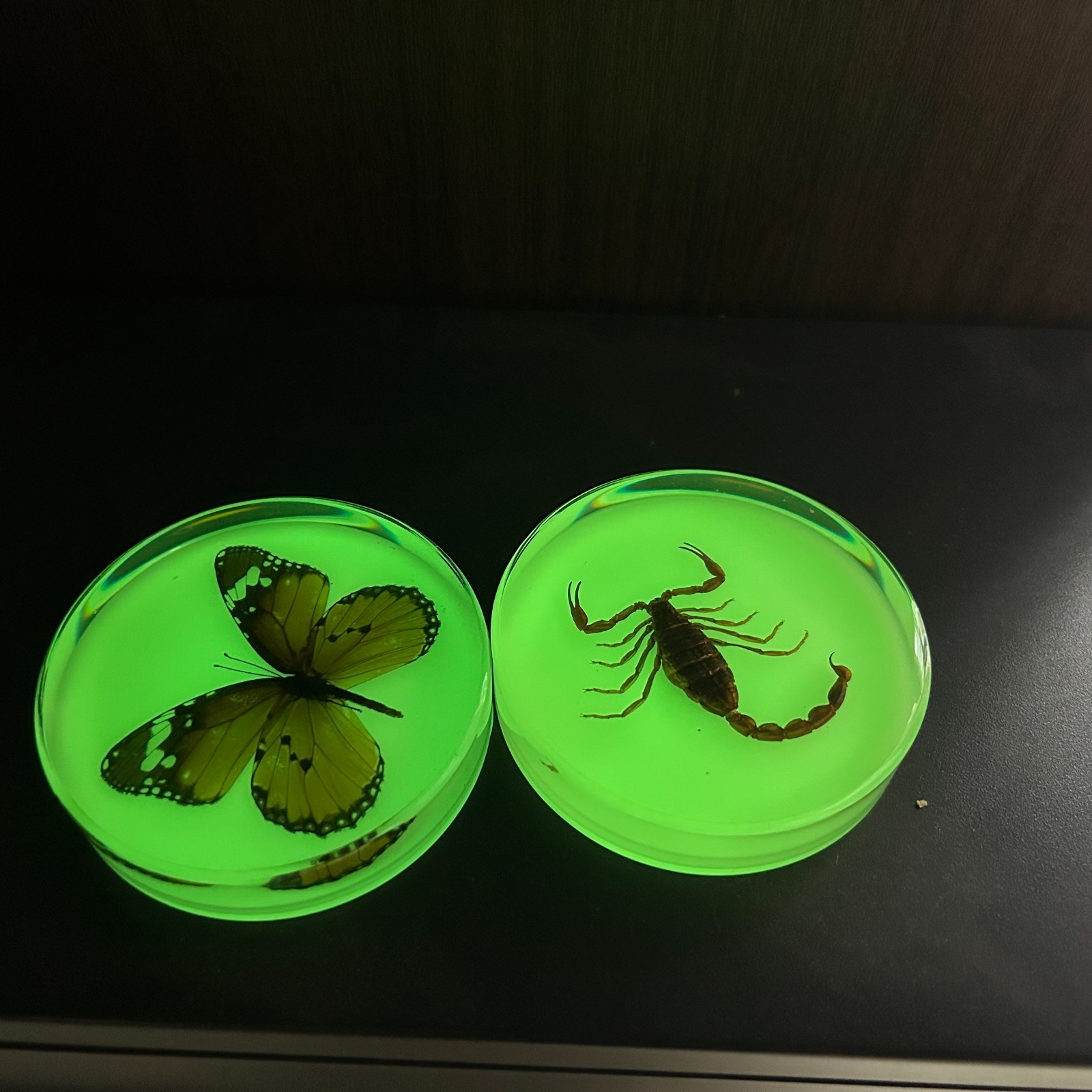 2pcs Circular nocturnal insect specimen, 80mm Send randomly or choose.