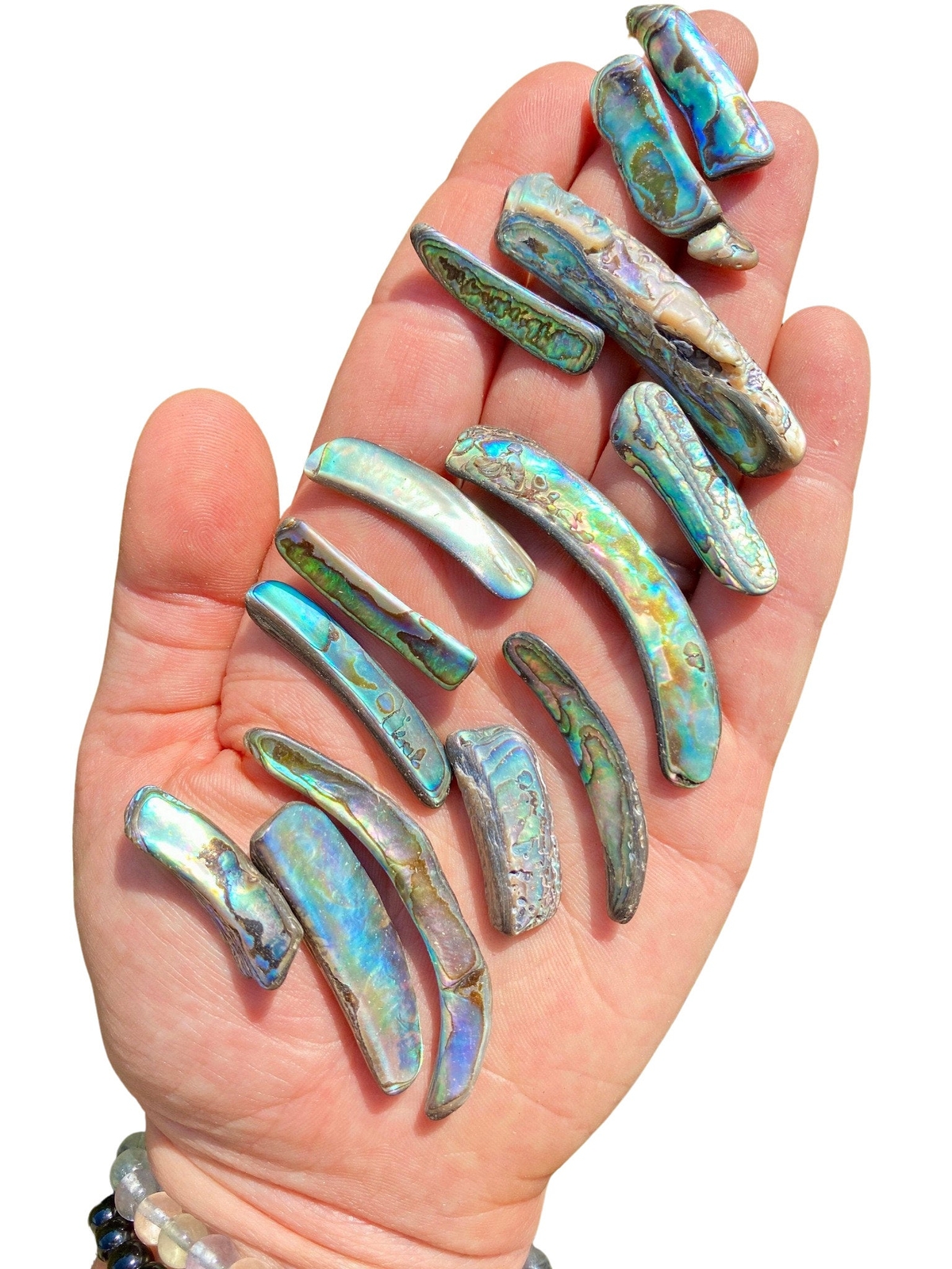 Raw Abalone Shell Rim, Natural Abalone Shell Pieces from Mexico