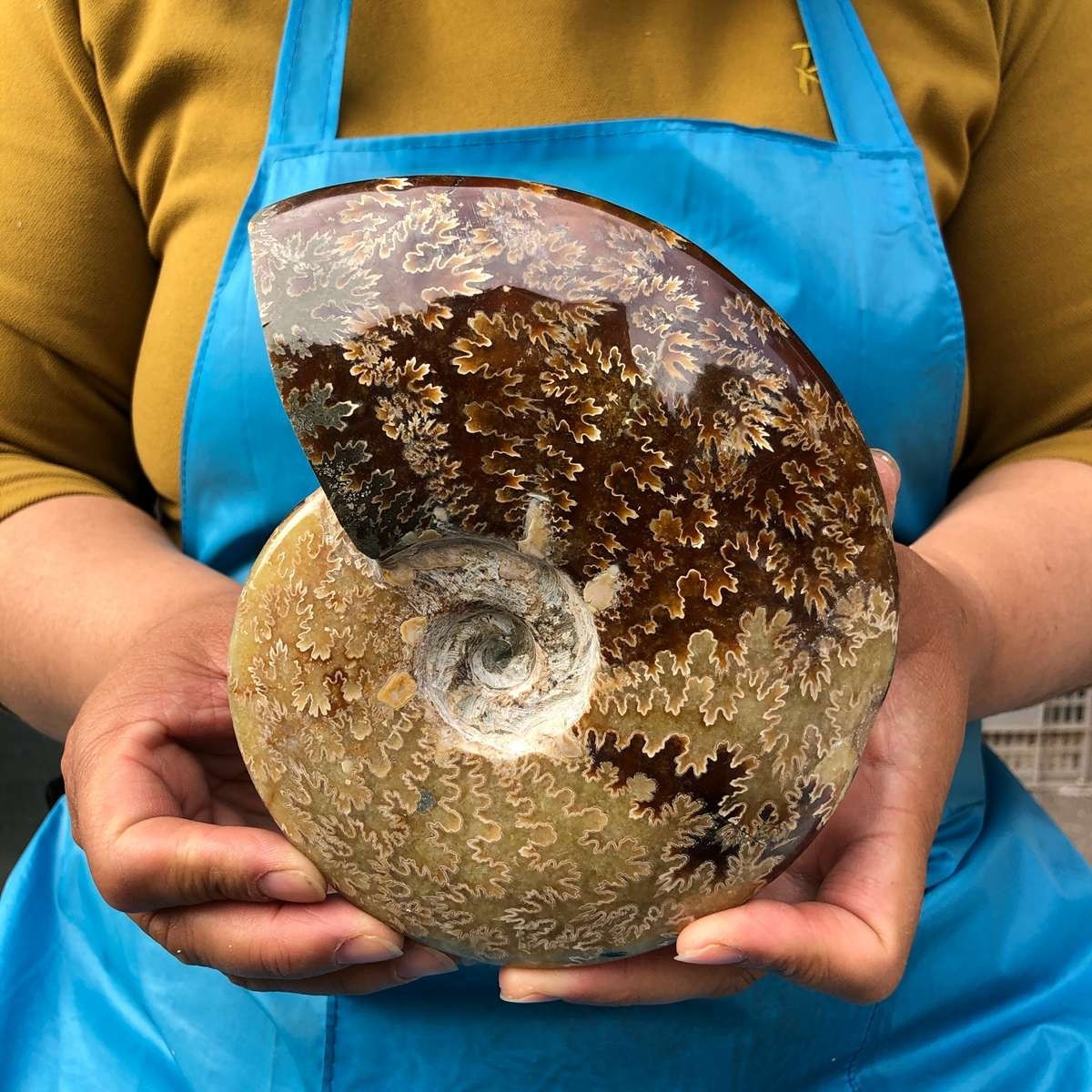 2pc 4.2LB Rare! Natural Tentacle Ammonite Specimen Healing Madagascar