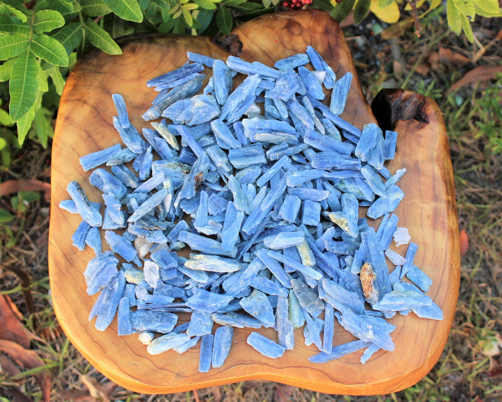 1 Natural Blue Kyanite Blade 0.75″ – 1.25″ (Raw Crystal Rough Blue Kyanite)