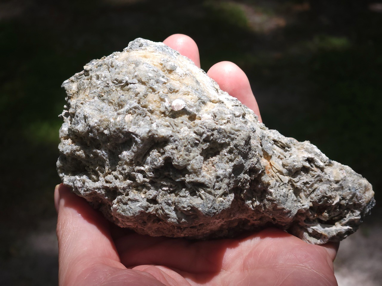 Calcite CRYSTAL WHELK Shell Fossil Rucks Pit Florida CUT POLISHED dogtooth UV