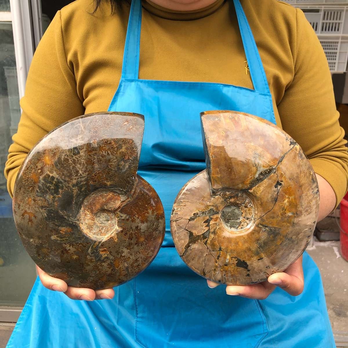 2pc 5.43LB Rare! Natural Tentacle Ammonite Specimen Healing Madagascar