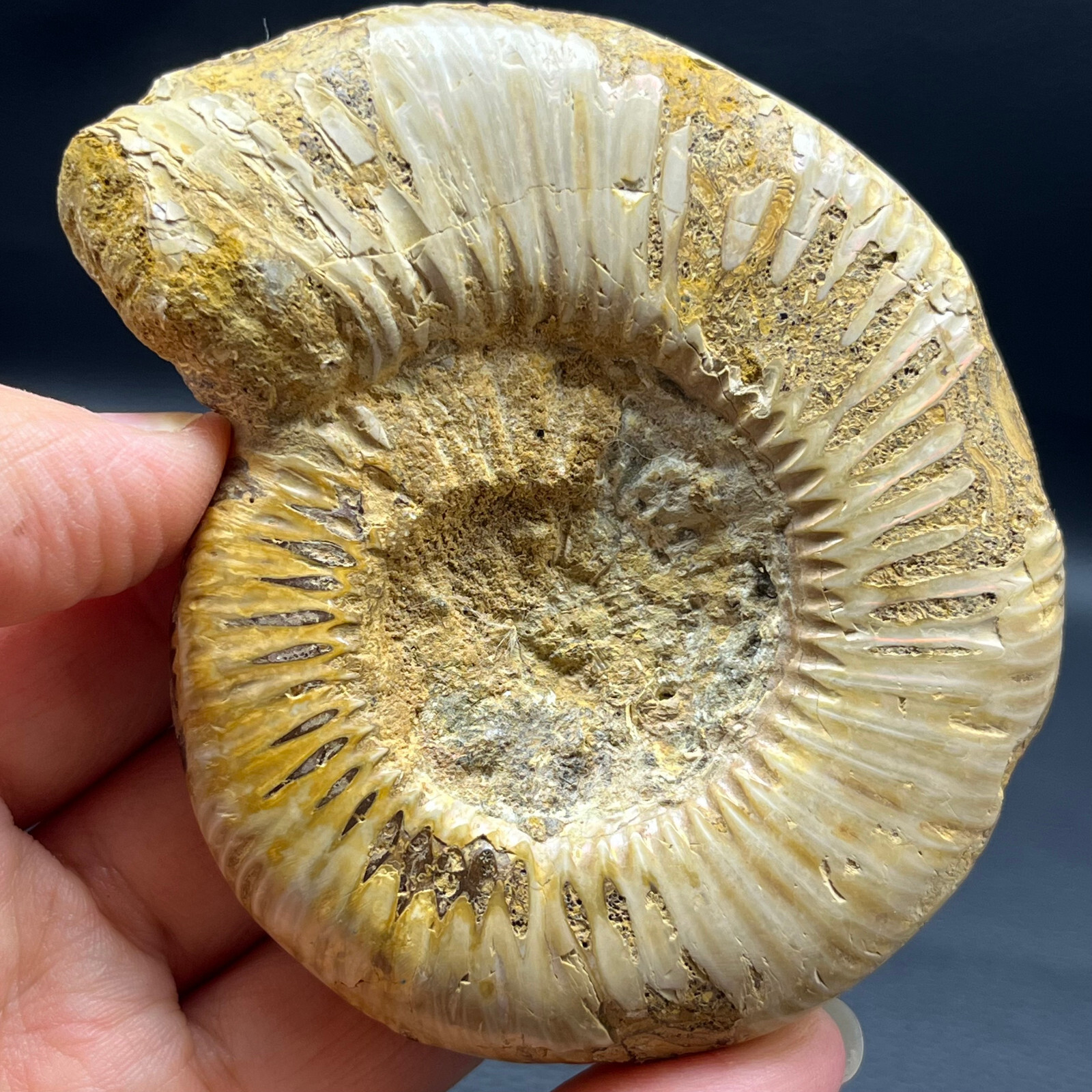 163G Natural conch specimens from Madagascar Rough without any treatment Y3