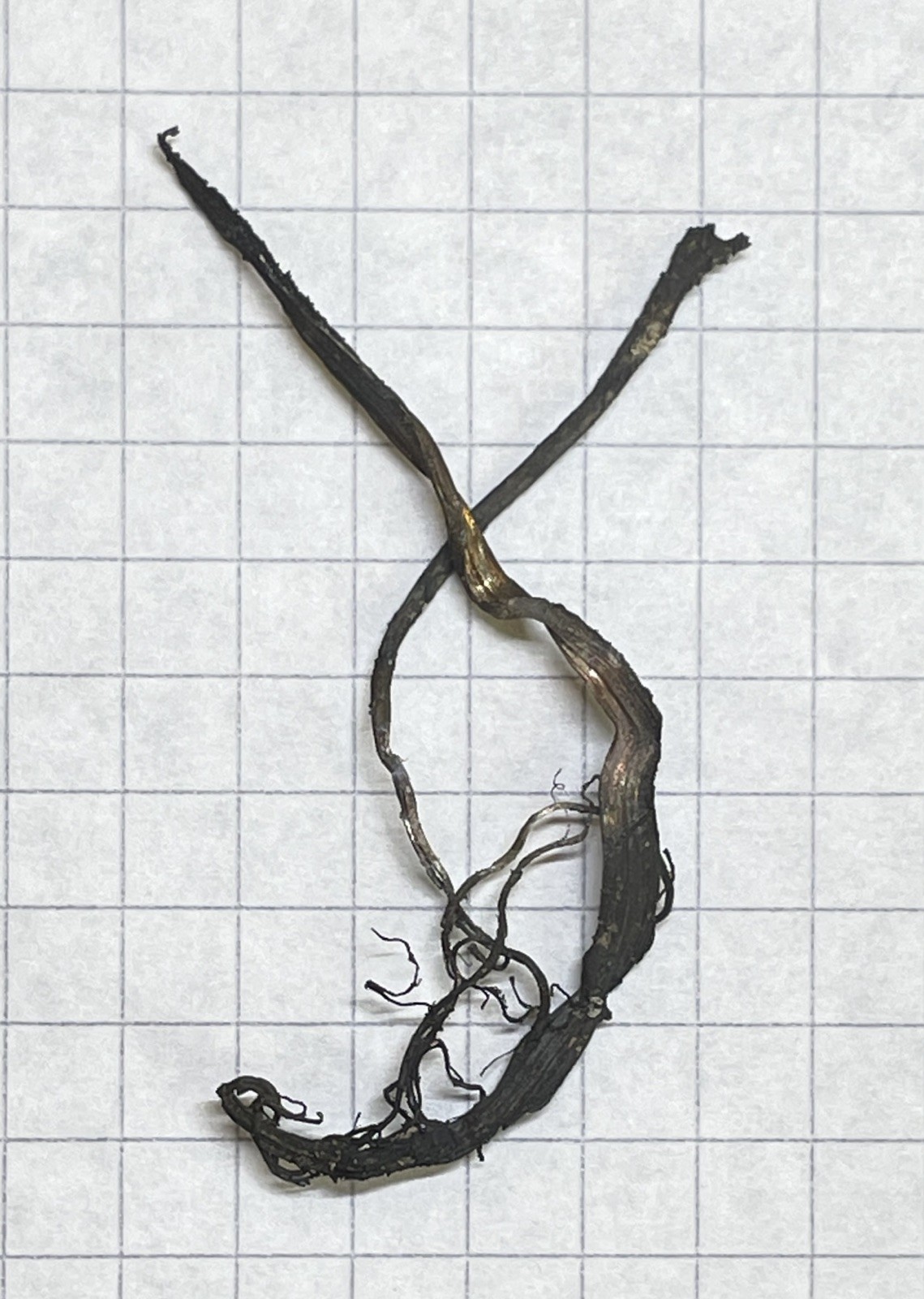 4.5 cm length Pure Silver Wires Specimen Mined In Shanxi China