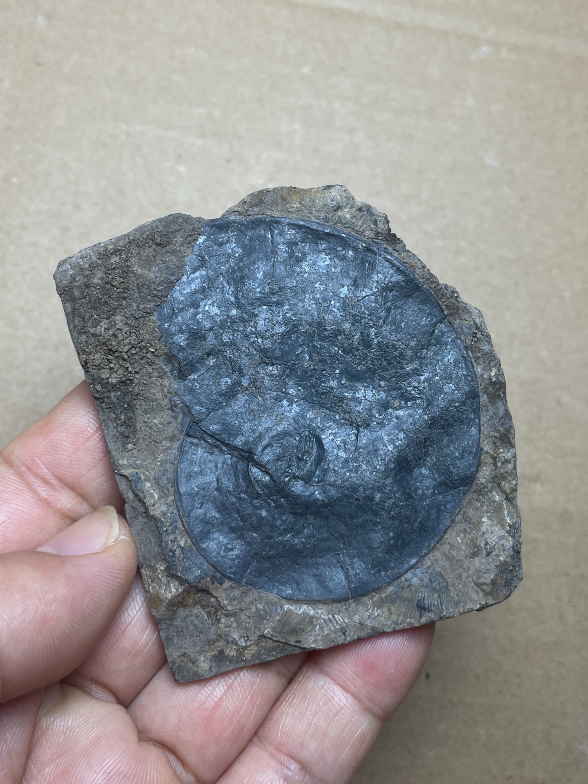 25g Beautiful Oxynoticeras Landscape stone