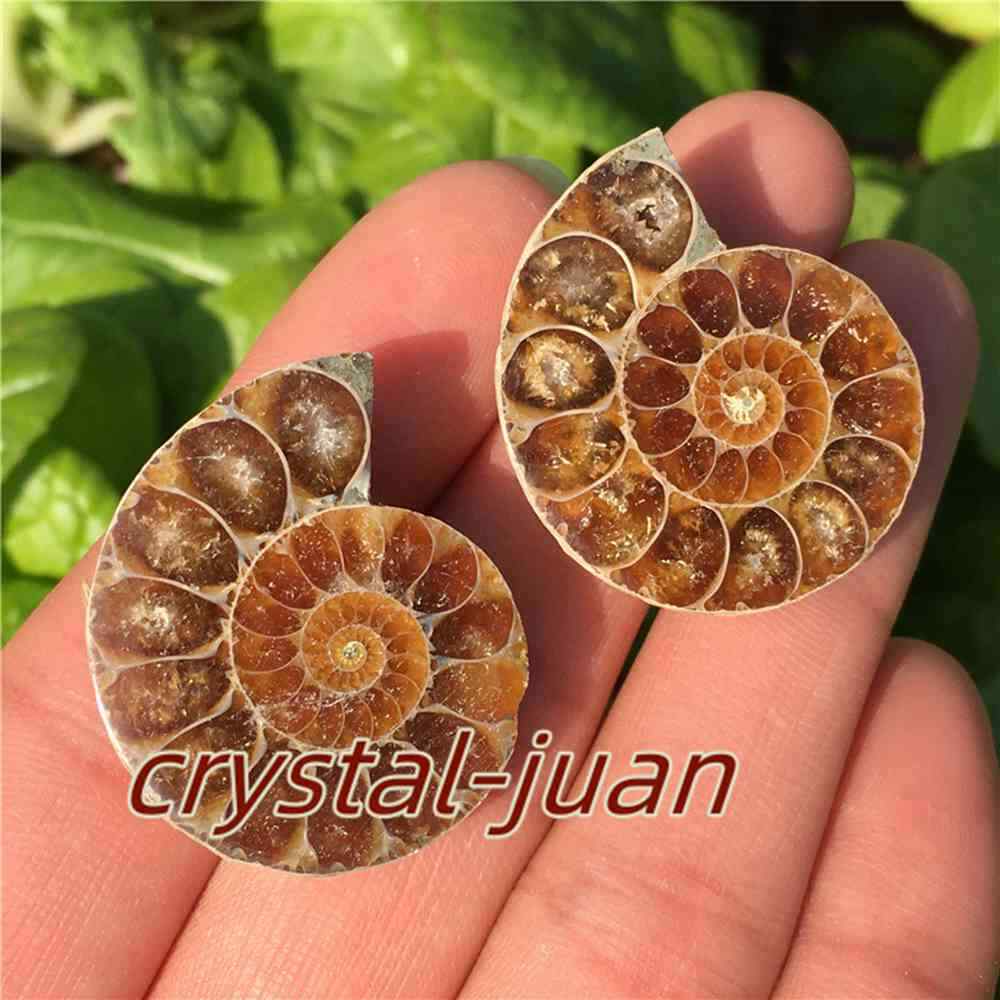 A lot of small Ammonite Fossil Quartz Crystal Specimen Reiki Heal 100% Natural