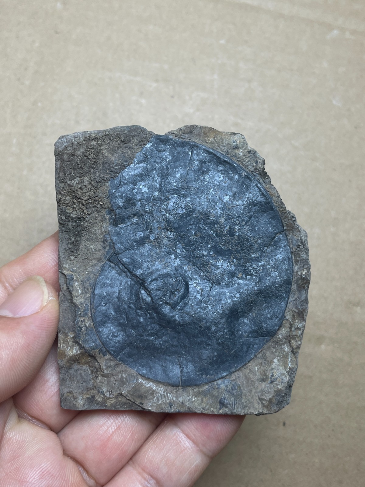 25g Beautiful Oxynoticeras Landscape stone