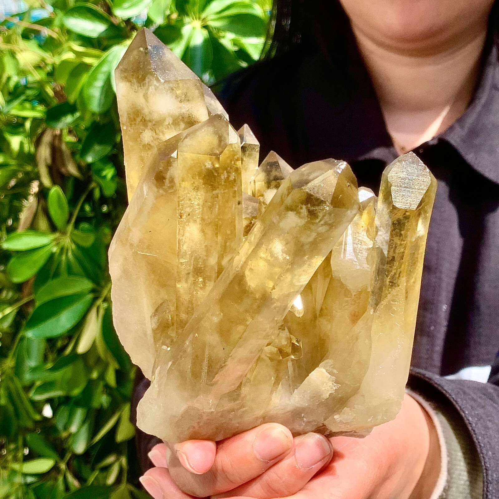 2.24LB Natural Citrine cluster mineral specimen quartz crystal healing