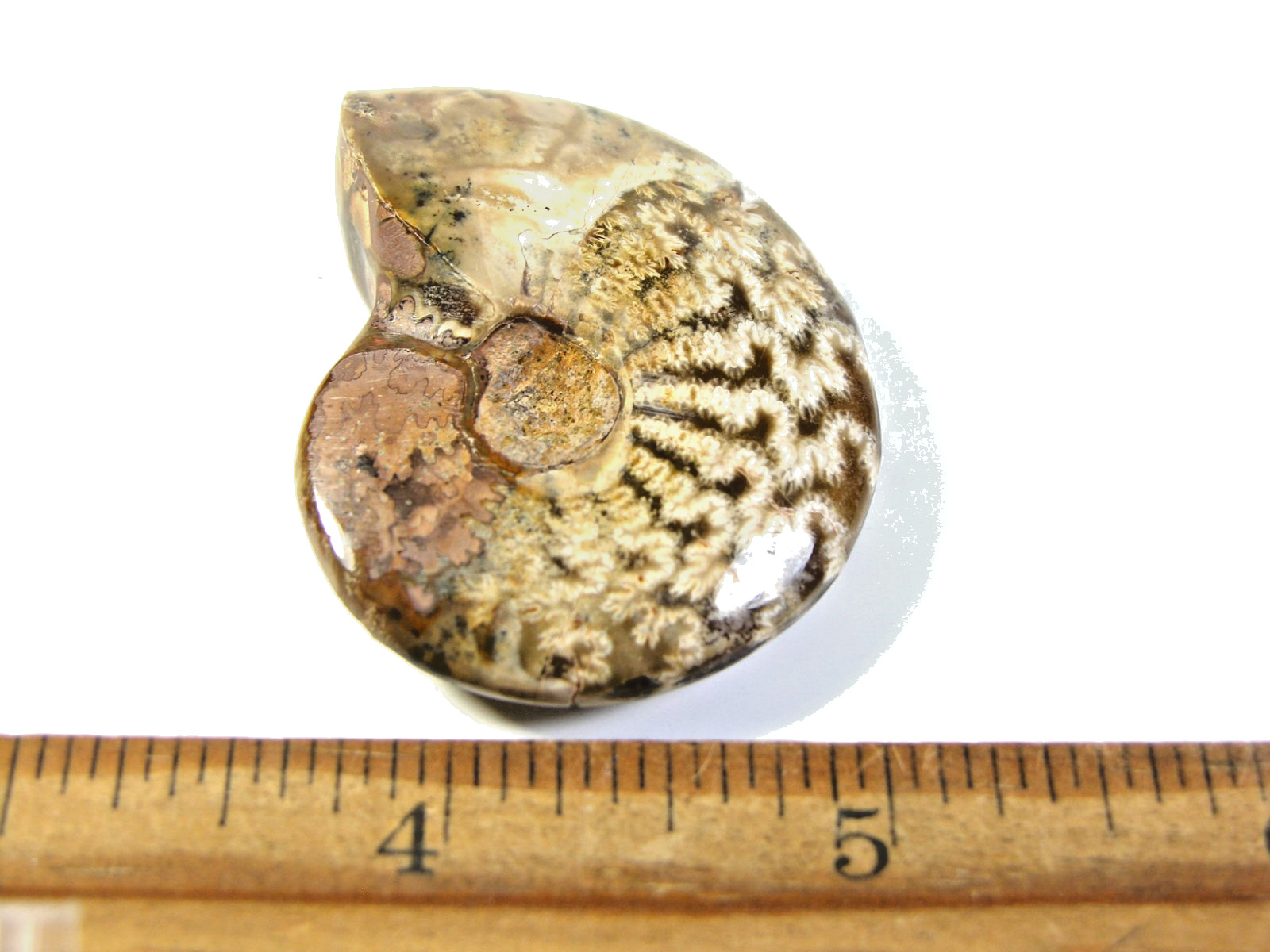 Ammonite fossil polished 2×1 1/2″ + showing suture &fire Madagascar ms63