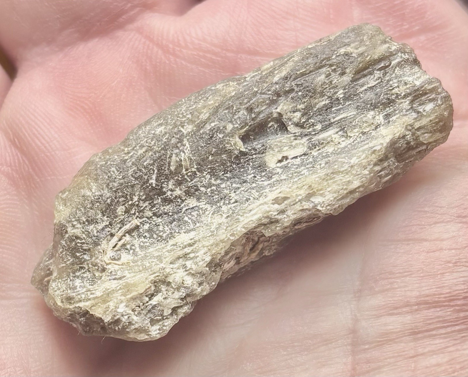 Darwinite Australian Moldavite FOSSIL INCLUSION meteorite crystal spirit energy