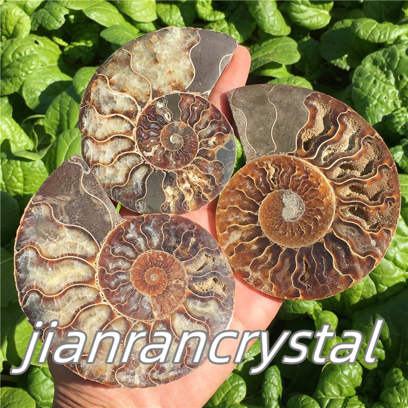 TOP Natural Ammonite Fossil Conch Crystal Specimen Healing Care A pair 200g+