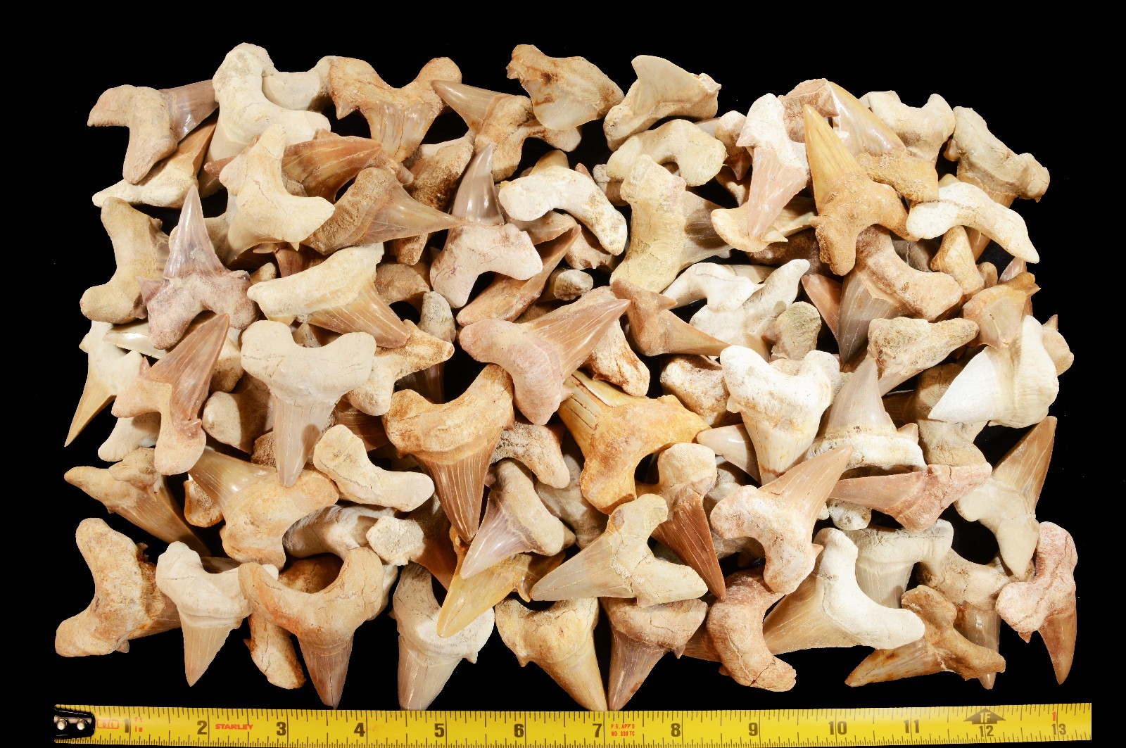 SHARK TOOTH Fossil 1 1/2″ Morocco Rough Natural Minerals Rocks Display Specimen