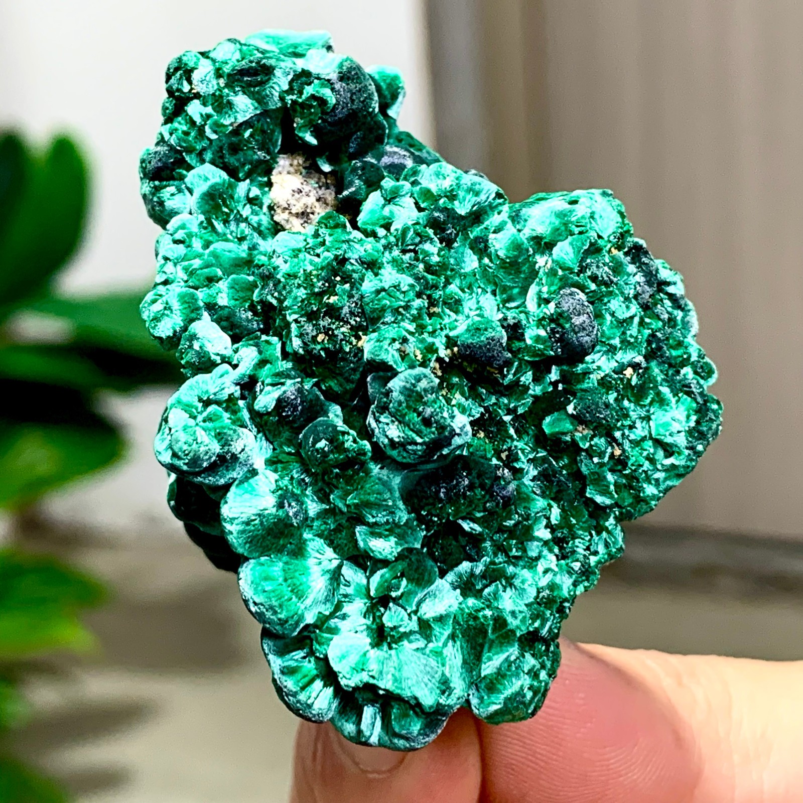 81G Natural glossy malachite cat eye transparent cluster rough mineral Sample
