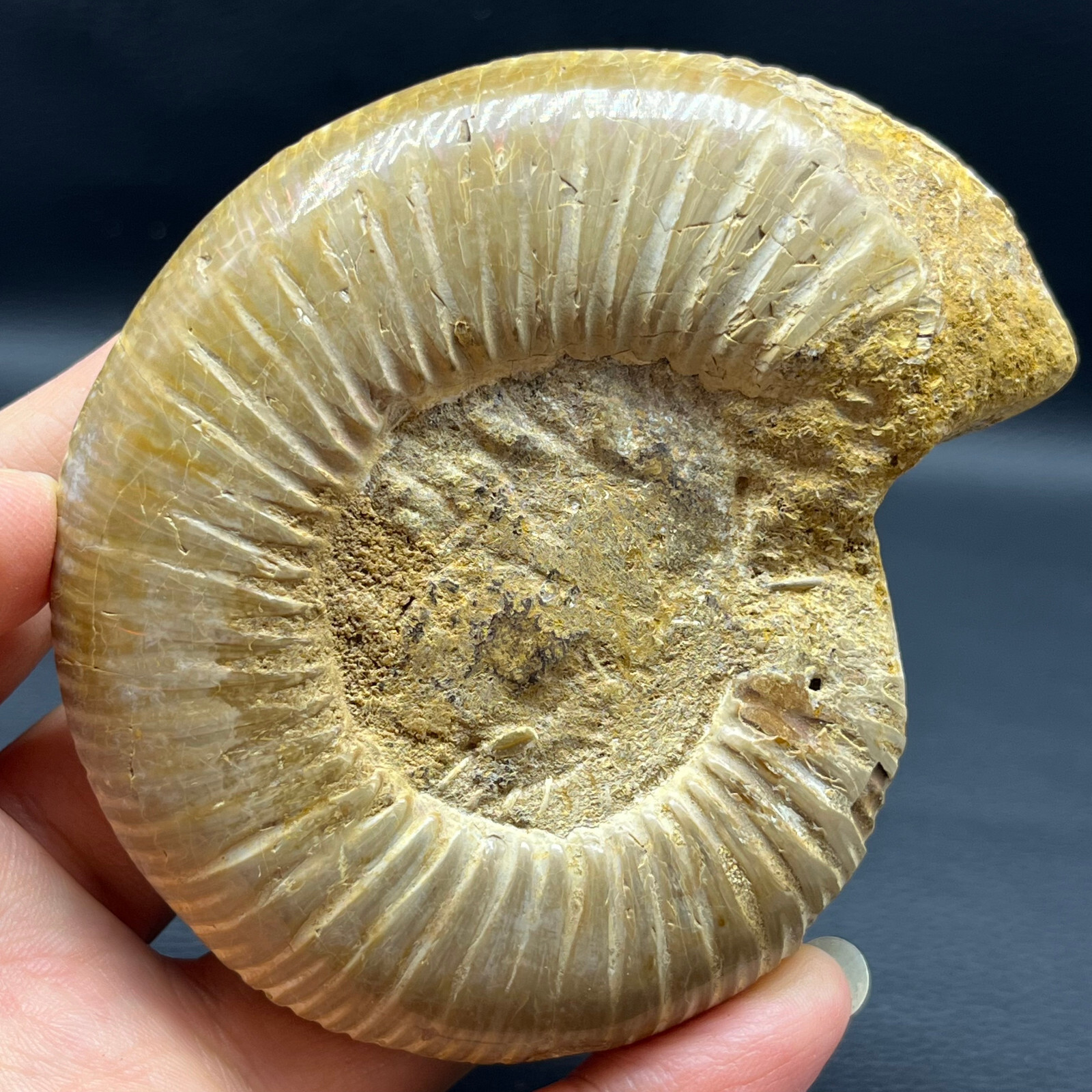 191G Natural conch specimens from Madagascar Rough without any treatment Y2