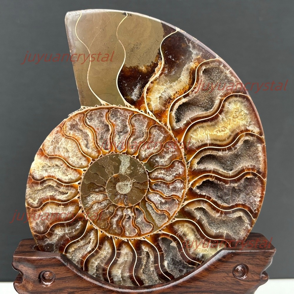 Natural Ammonite Fossil Conch Crystal Specimen Healing + Stand 1pc