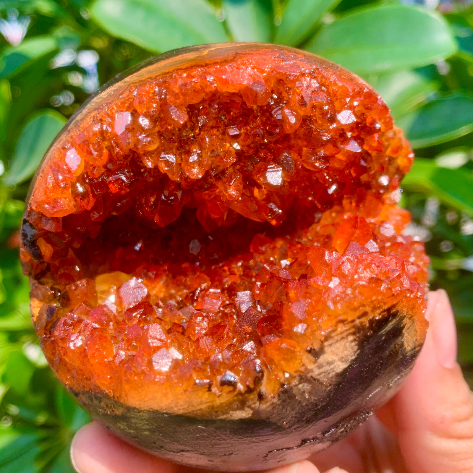 1.26LB Natural Citrine geode quartz crystal open smile sphere Museum Collection