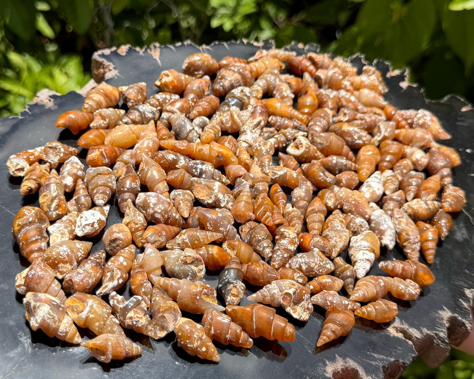Agatized Shell Fossils From Morocco – Natural Fossilized Shell Specimens