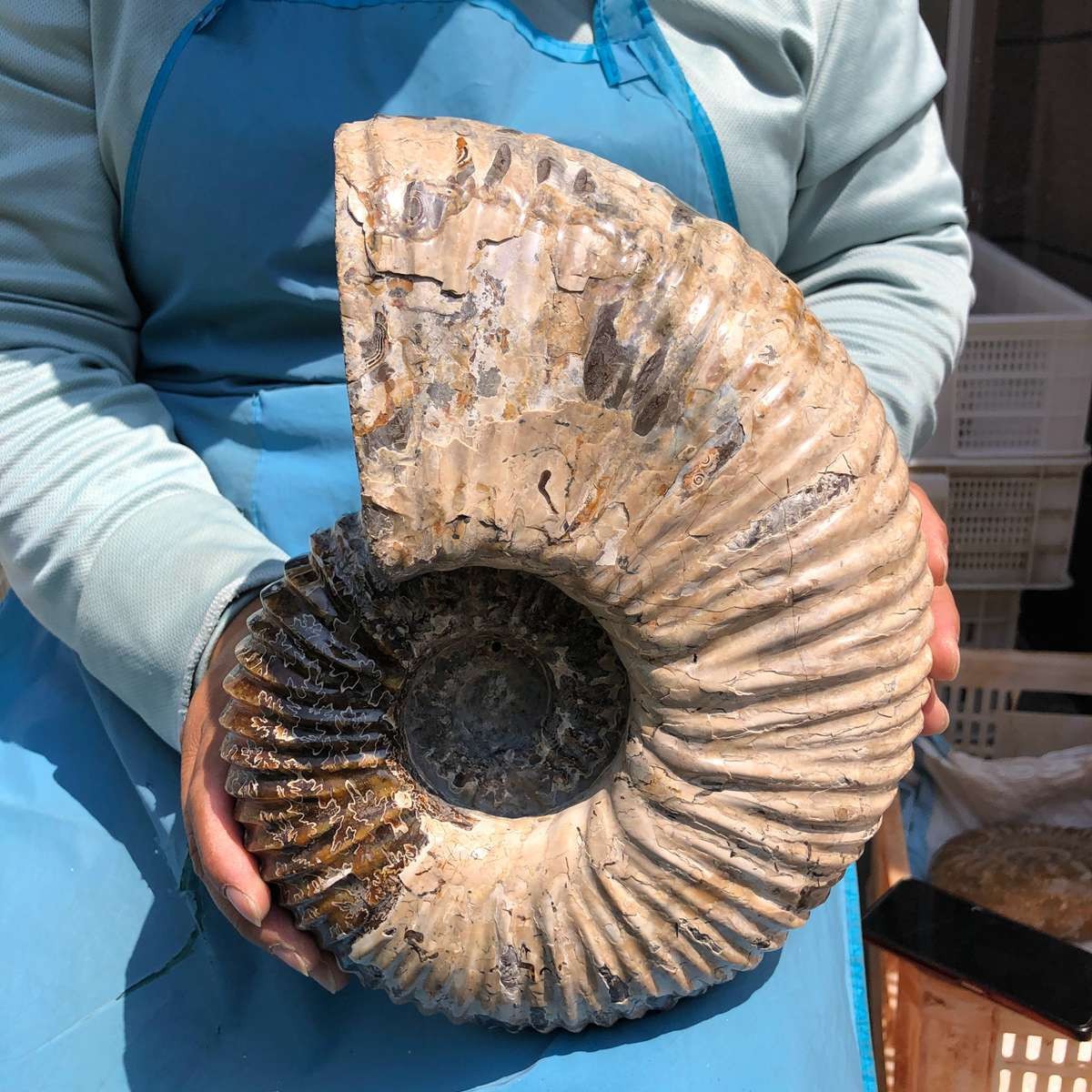8070G TOP Natural Beautiful fossil conch crystal mineral specimen healing 5386