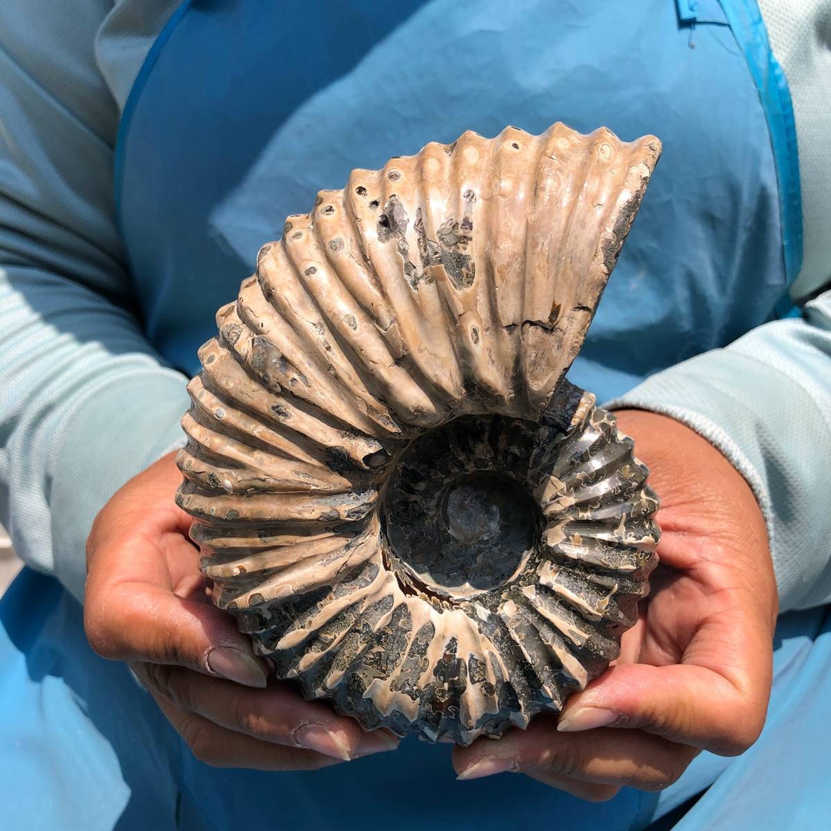 3 pieces 3250G TOP Natural Beautiful fossil conch crystal mineral specimen 5405