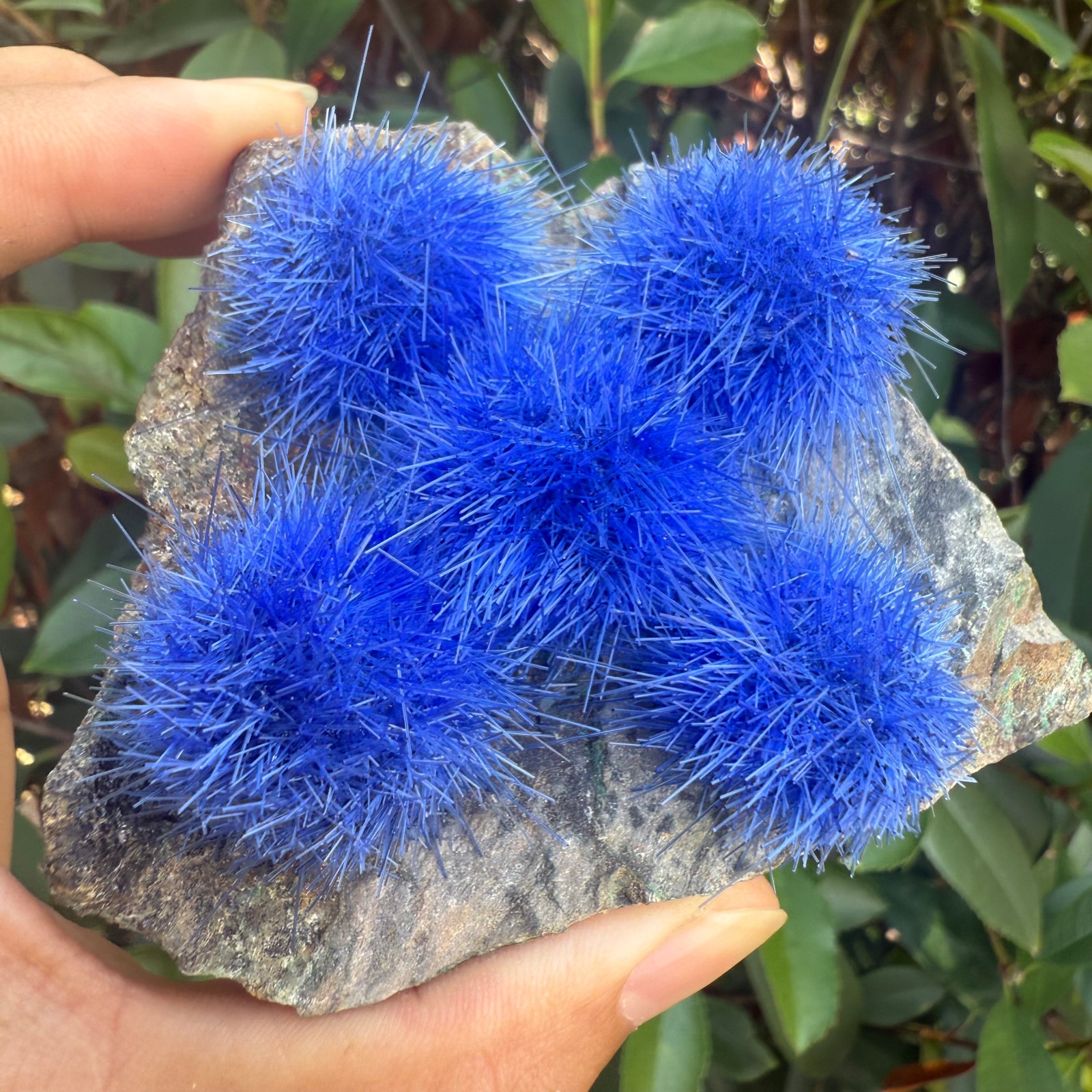 Raw Rough Dandelion Zeolite Cluster Blue Cave Quartz Crystal Specimen Decoration