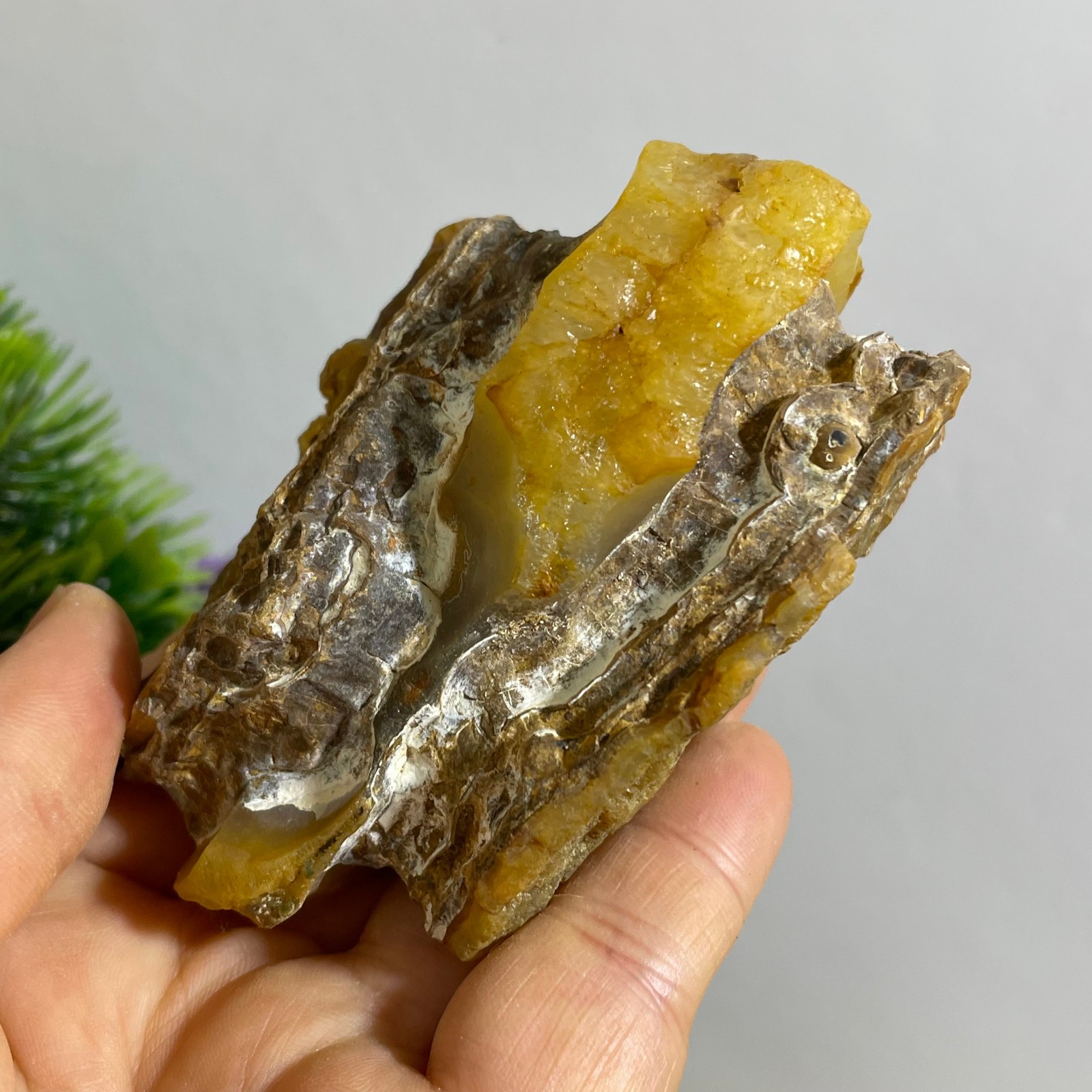210g Bonsai Suiseki- Gobi Agate Eyes Stone-Rare Stunning Viewing
