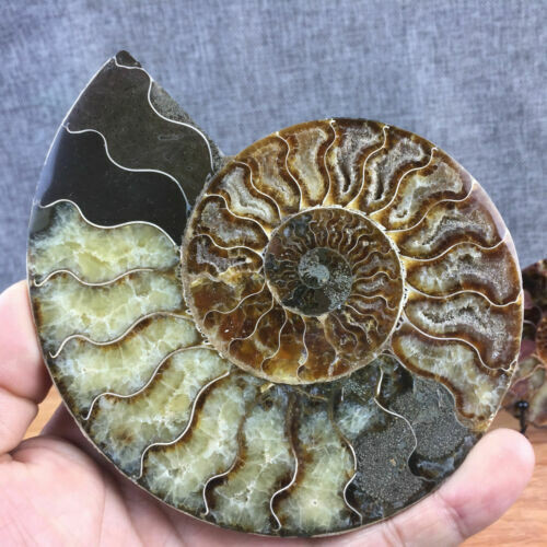 TOP 200G+ Natural ammonite fossil conch crystal specimen healing care