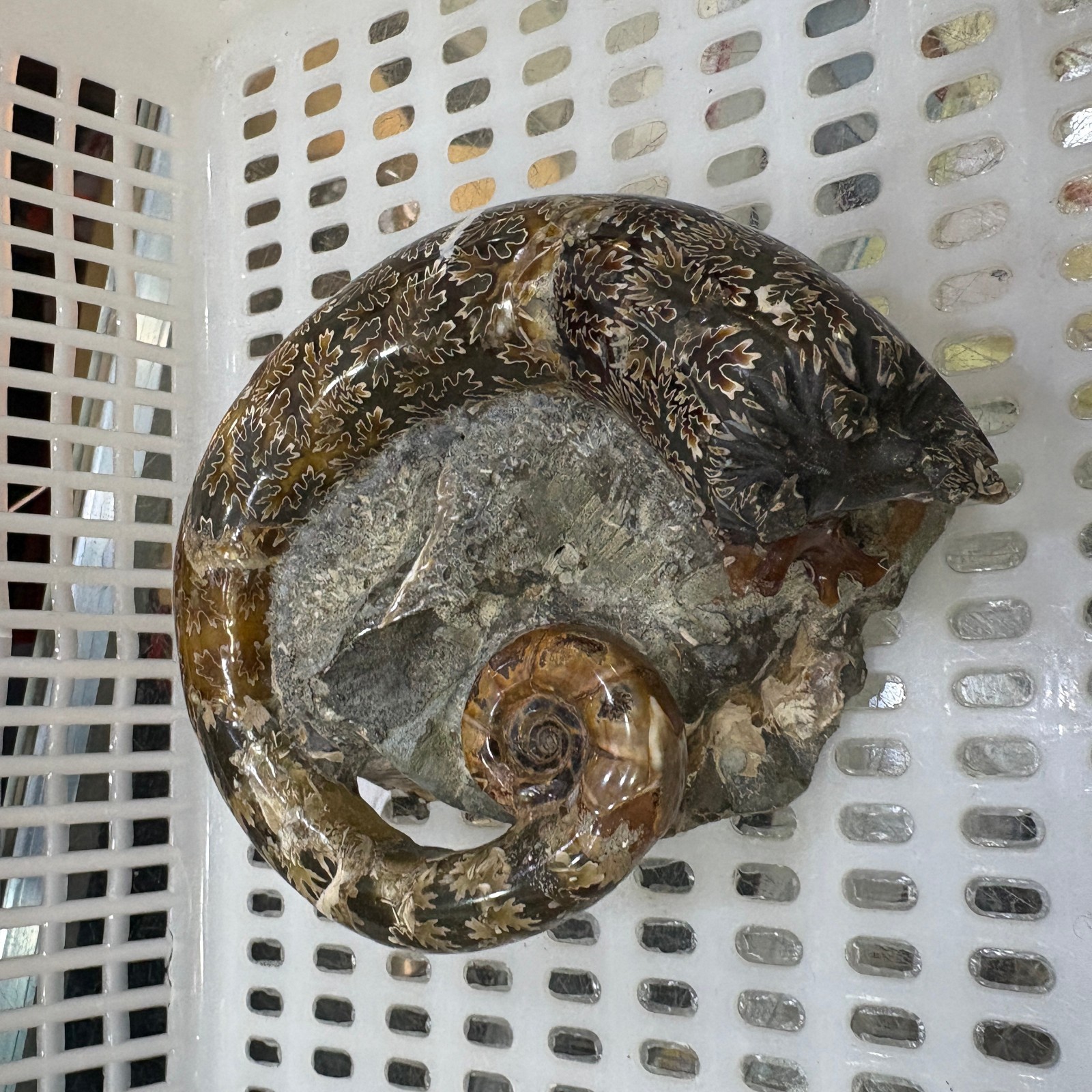 1PC Natural ammonite fossil conch Crystal specimen healing decor random gift