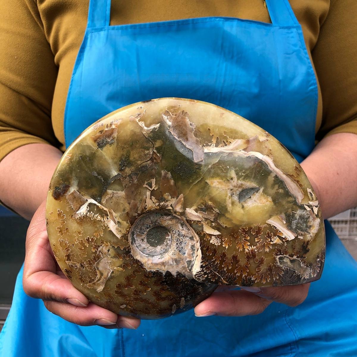 2pc 4.2LB Rare! Natural Tentacle Ammonite Specimen Healing Madagascar