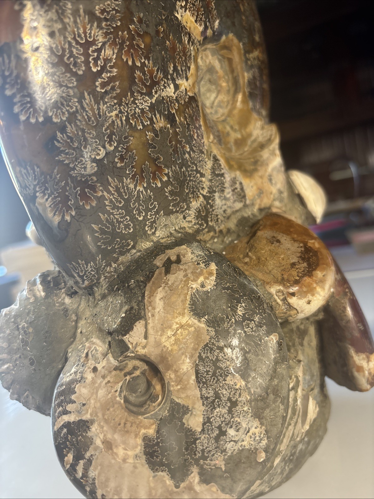 Ancient Statue Fossil Ammonite Rock Prehistoric Specimen 15lbs. Fossil2 X1