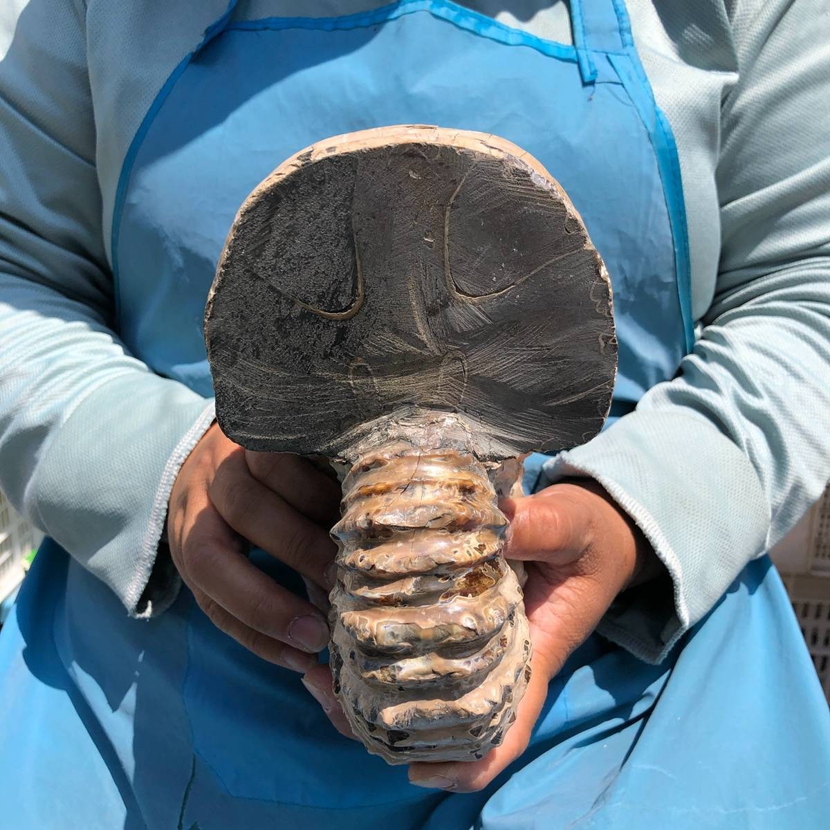 7.63 LB Natural Ammonite Fossil Specimen Home Table Decor Healing Stone 5391