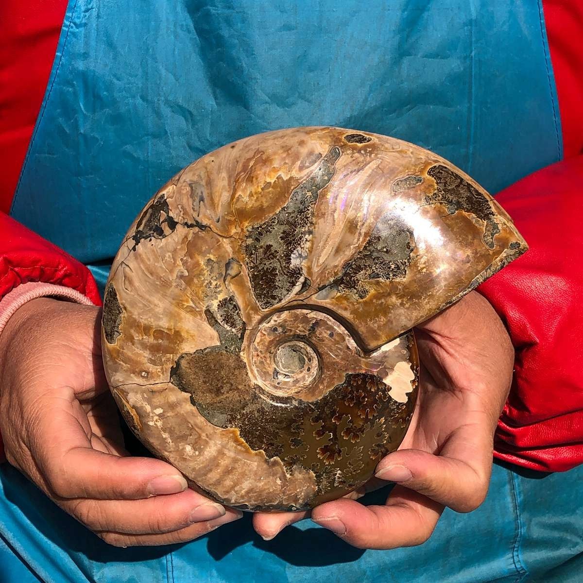 2pcs Natural Beautiful Ammonite Fossil Conch Crystal Specimen Healing