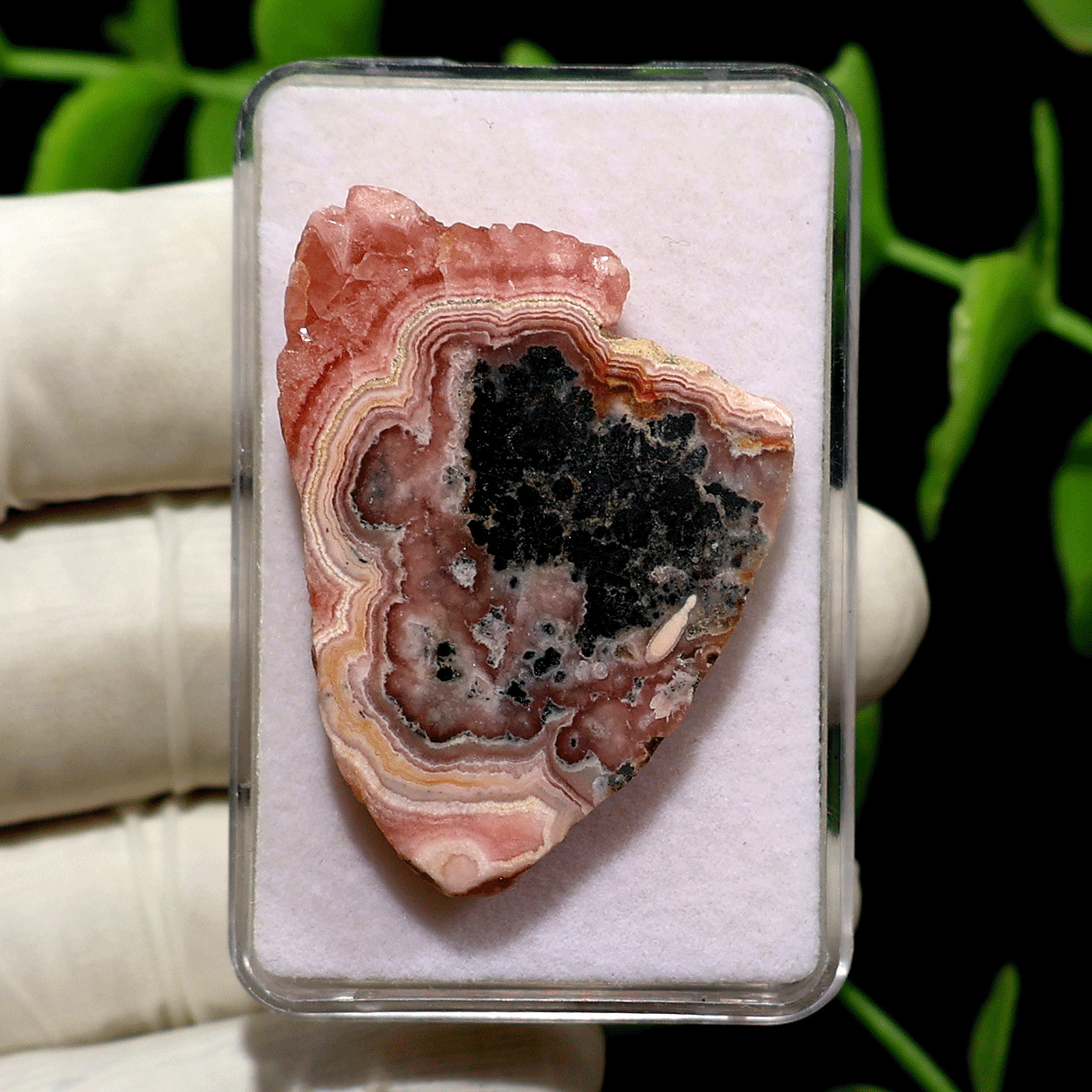 The Rose Geodes~ 2 PC Rare Rhodochrosite Crystal Palm Slabs~ Living Earth Layers