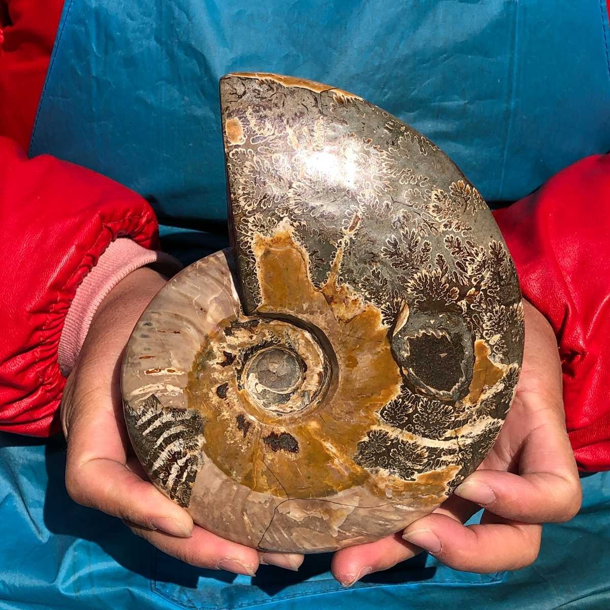 2pcs Natural Beautiful Ammonite Fossil Conch Crystal Specimen Healing