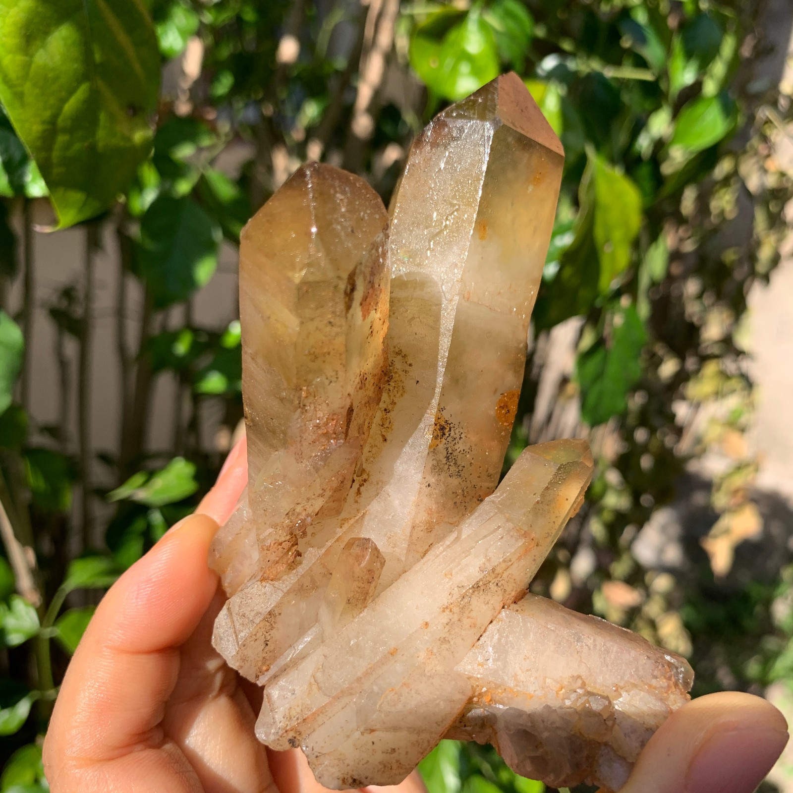 301g Natural Clear yellow Quartz Crystal Cluster Rough Healing Specimen