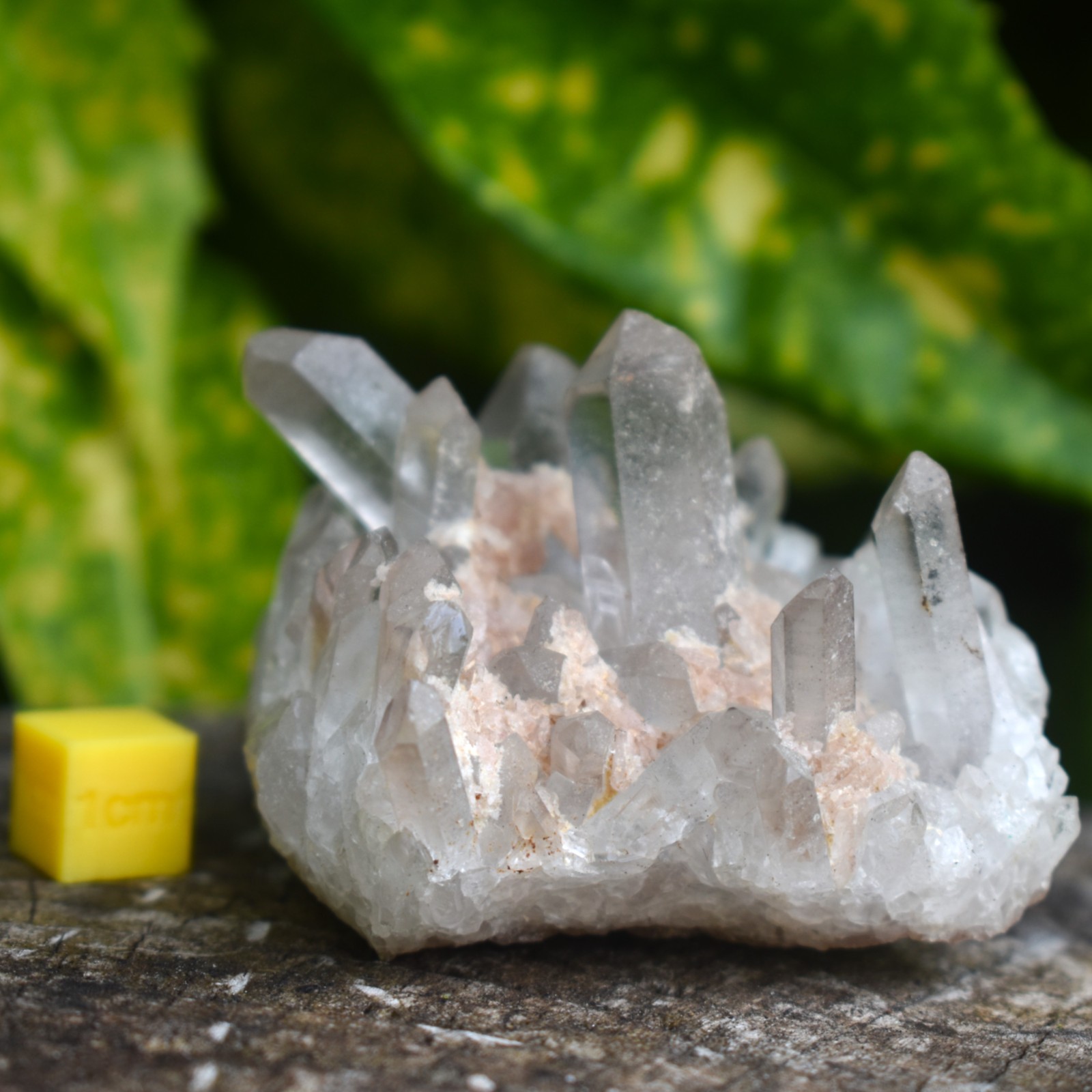 Himalayan Quartz Cluster | Clarity • High Vibration • Spiritual Growth | Natural
